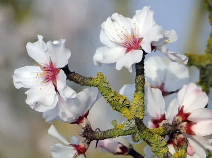 杏仁花,Frühlingsanfang,开花的树枝,春天 杏仁花,Frühlingsanfang,开花的树枝,春天