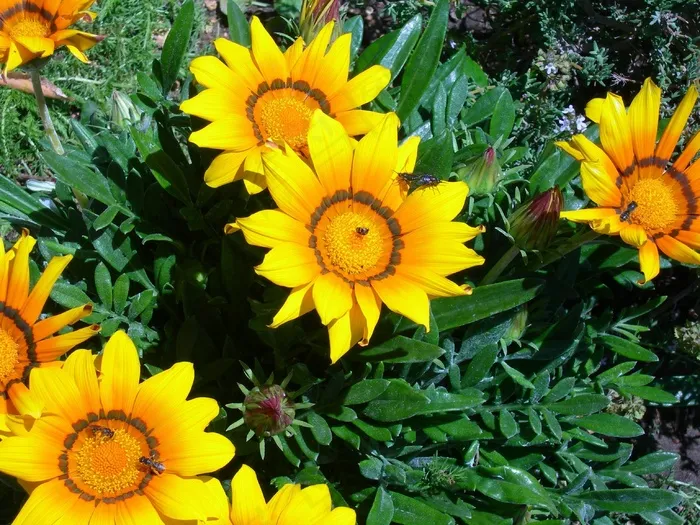 杂色菊，鲜花，黄色，橙色，开花，昆虫