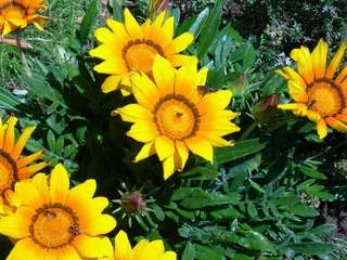 杂色菊，鲜花，黄色，橙色，开花，昆虫