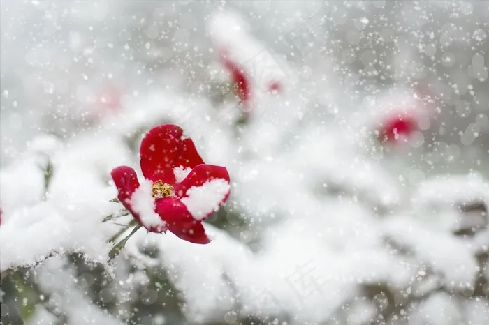 红玫瑰，雪，冬天，红色，玫瑰，白，自然