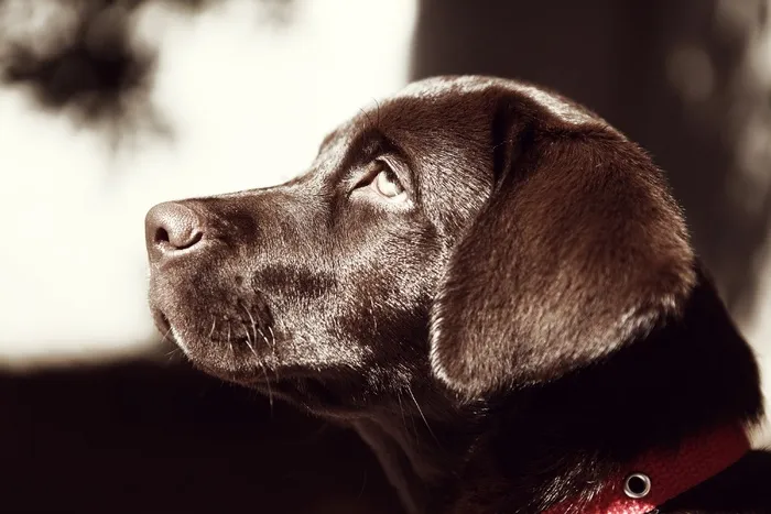 拉布拉多犬,西班牙向导猎犬,德国短毛向导猎犬,大丹犬,直毛猎狗,仔细看的棕色狗的配置文件