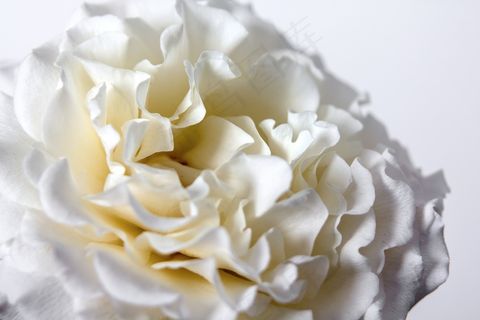 玫瑰，白，开花，厂，白玫瑰