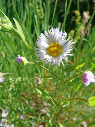 鲜花，性质，宏，字段，春天，草原，草