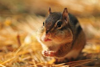 花栗鼠，啮齿动物，秋天，野生，松鼠，可爱