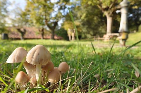 蘑菇，Micolodia，性质，冬宫