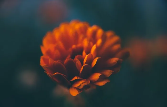 花，花瓣，自然，花的，夏天，开花