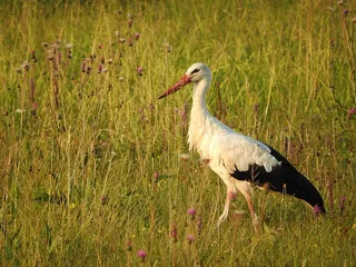 鹳，鸟，白鹳，拨浪鼓鹳