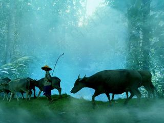 牧羊人，人，水牛城，森林，蓝色，起雾，下午