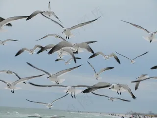 海鸥，鸟，飞行，蓝色，天空，灰色，灰色，白色