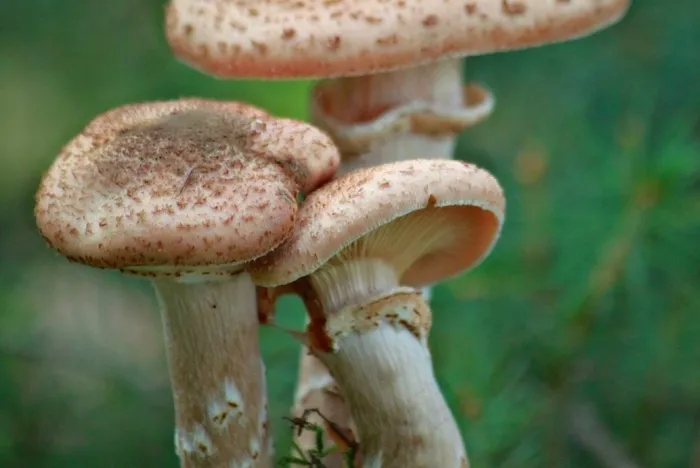 蘑菇，森林，秋季，性质，植物，苔，绿色