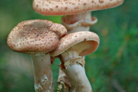 蘑菇，森林，秋季，性质，植物，苔，绿色