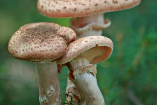 蘑菇，森林，秋季，性质，植物，苔，绿色