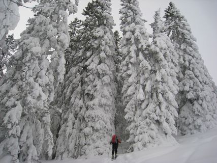 阿尔高,滑雪游览,森林,冬季,寒冬,雪,树木 阿尔高,滑雪游览,森林,冬季,寒冬,雪,树木