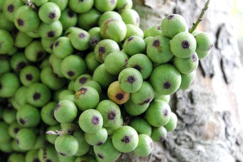 歌，绿色，越南，水果，树，自然