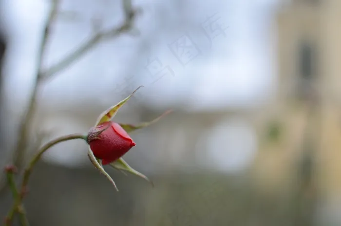 芽，玫瑰，开花，宏，红色，关闭