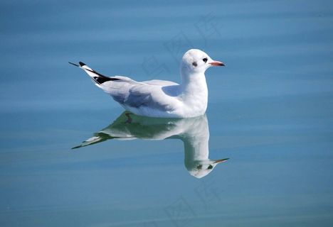 鸥,鸟,自然,动物,动物世界,水禽 鸥,鸟,自然,动物,动物世界,水禽