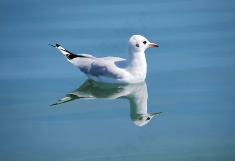 鸥,鸟,自然,动物,动物世界,水禽 鸥,鸟,自然,动物,动物世界,水禽