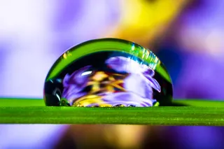 一滴水，滴水，草叶，开花，盛开