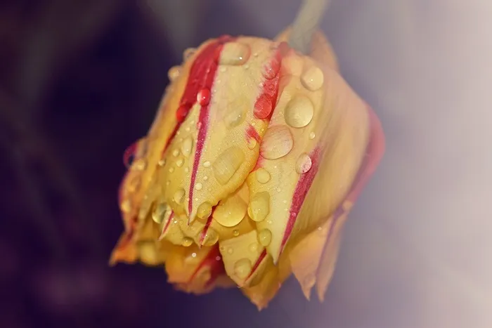 郁金香，花，植物，开花，黄色，红色