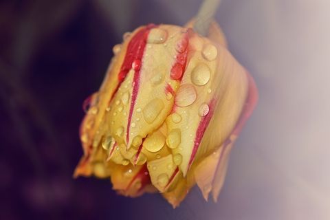 郁金香，花，植物，开花，黄色，红色