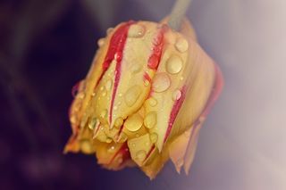 郁金香，花，植物，开花，黄色，红色