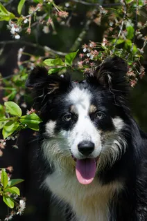 边境牧羊犬,肖像,樱桃 边境牧羊犬,肖像,樱桃