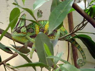 变色龙，动物园，爬行动物，绿色，多彩，异国情调