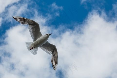 海鸥,红嘴鸥,海鸥图,燕鸥,天空,飞行的秘密
