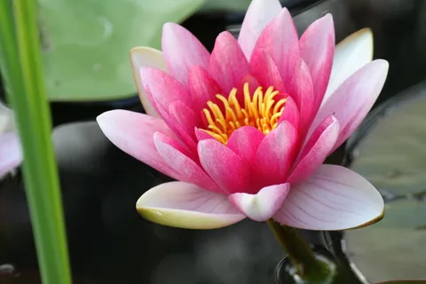 睡莲,粉红色,鲜花,盛开,花的,盛开 睡莲,粉红色,鲜花,盛开,花的,盛开
