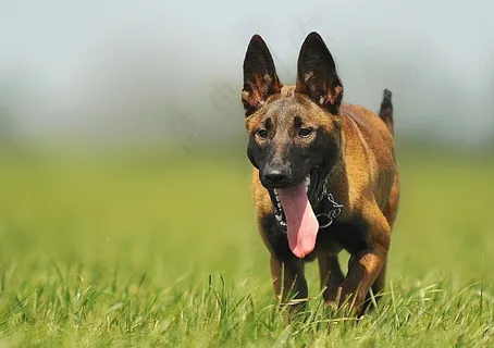 玛利诺犬,狗,动物,动物肖像,年轻的狗,宠物 玛利诺犬,狗,动物,动物肖像,年轻的狗,宠物