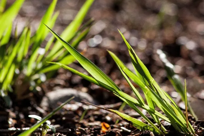 草，绿色，弗里施，性质，背光，春天，伦茨