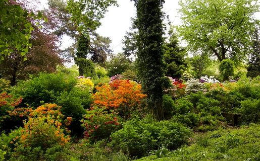 鲜花，春天，自然