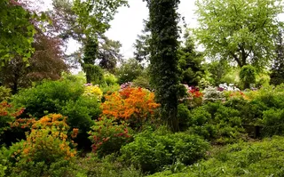 鲜花，春天，自然