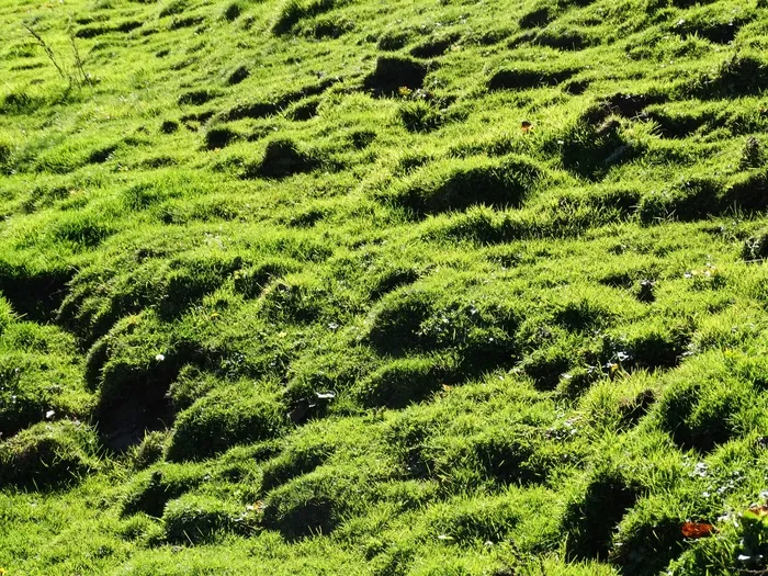 草甸，草，高山草甸，多汁的绿色，绿色，多汁