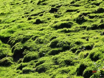 草甸，草，高山草甸，多汁的绿色，绿色，多汁