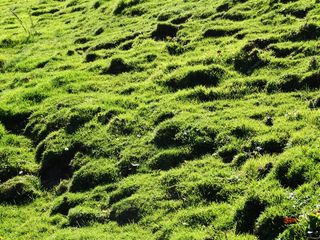 草甸，草，高山草甸，多汁的绿色，绿色，多汁