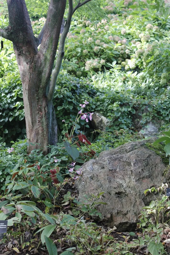 自然，岩，花的，植物，自然，开花，盛开