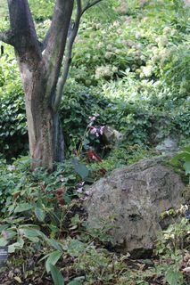 自然，岩，花的，植物，自然，开花，盛开