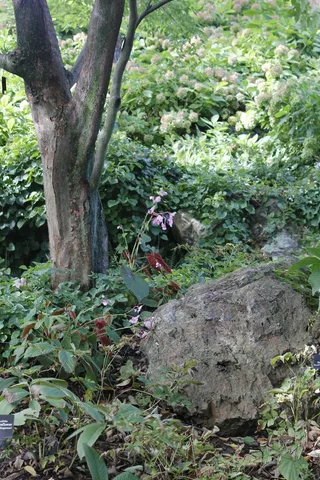 自然，岩，花的，植物，自然，开花，盛开