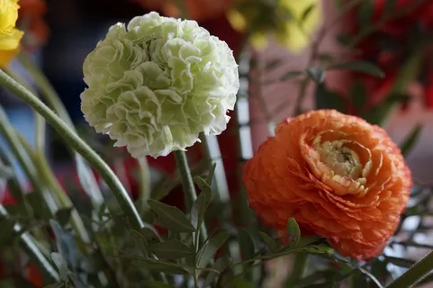 花,开花,毛,属植物,红色,植物,关闭 花,开花,毛,属植物,红色,植物,关闭