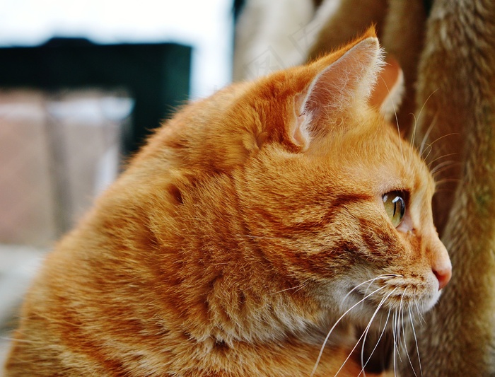 猫，宿醉，红色，可爱，鲭鱼，虎，甜