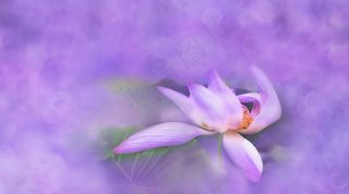 花，莲花，睡莲，开花，厂，粉红色