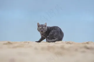 猫，海滩，年轻的猫