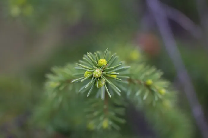 云杉，圣诞树，年轻，芽，分支机构，针