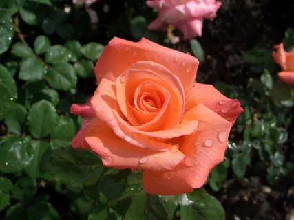 玫瑰，植物，滴灌，水，玫瑰绽放，花