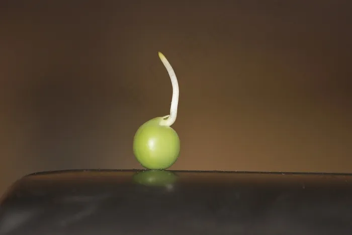 豌豆，豆芽，发芽，发芽，宏，食品，绿色