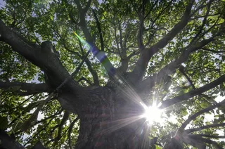 太阳，阳光，绿色，叶影，树，有机，农业