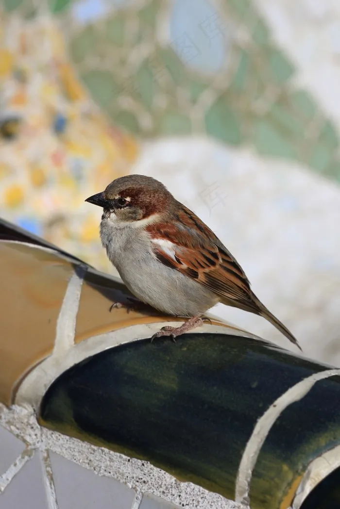 鸟，Ave，自然，动物，动物区系