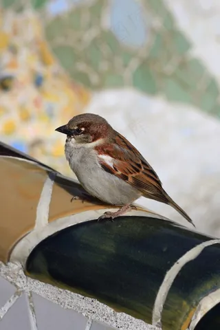 鸟，Ave，自然，动物，动物区系