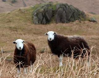 坎伯里羊，赫德威克羊，西湖区羊